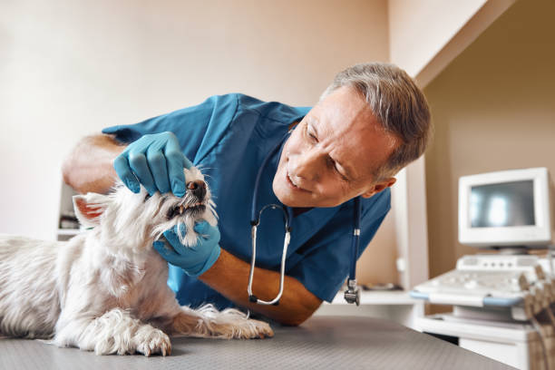Best Broken or Chipped Tooth Repair in Indian Harbour Beach, FL